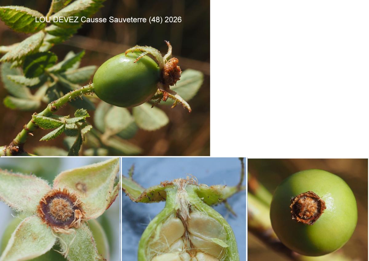 Rose of Gremli fruit